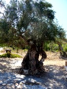 104  olive tree with a hole.JPG